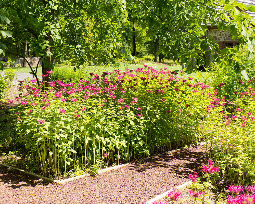 What Is A Native Garden