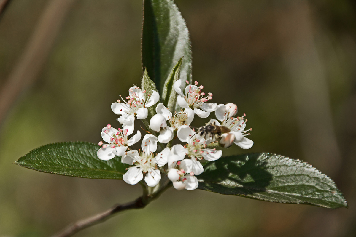 Pa native plant society information